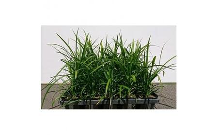 緑の力で地球を元気に!【ヤブラン】10.5cmポット 15本セット 紫の花と黒い実が美しい!