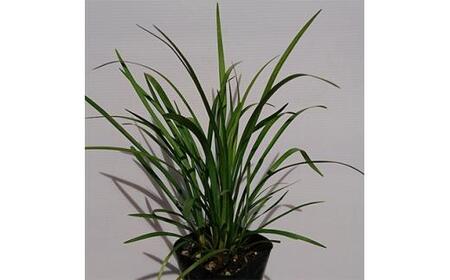 緑の力で地球を元気に!【ヤブラン】10.5cmポット 15本セット 紫の花と黒い実が美しい!