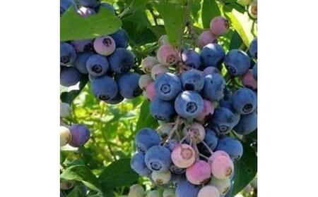 強くて育て易い ラビットアイ系ブルーベリー オレゴンブルー (庭木・果樹)