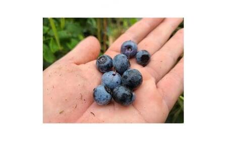 強くて育て易い ラビットアイ系ブルーベリー フェスティバル (庭木・果樹)