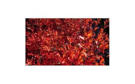 緑の力で地球を元気に!【ドウダンツツジ】12cmポット　高さ50cm前後5本セット 紅葉がステキ!