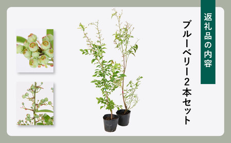 強くて育て易い ラビットアイ系ブルーベリー 人気の2品種セット (庭木・果樹)