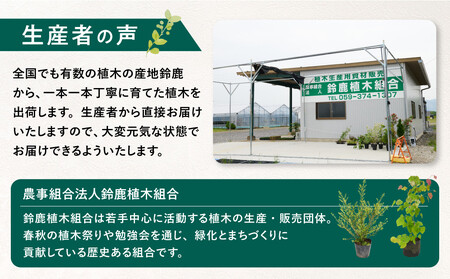 クリスマスツリーにもなる♪エメラルド　樹高約70cm～90cm　取扱説明書付き