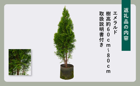 クリスマスツリーにもなる♪エメラルド　樹高約70cm～90cm　取扱説明書付き