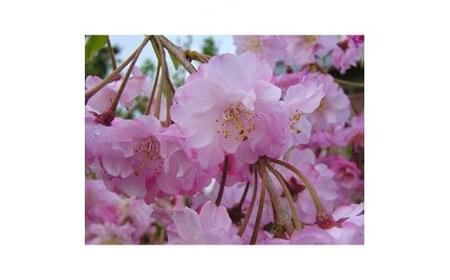 濃いピンク花の綺麗な枝垂れ桜 仙台しだれ桜 (庭木・果樹)