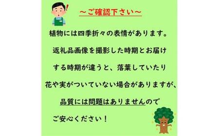 濃いピンク花の綺麗な枝垂れ桜 仙台しだれ桜 (庭木・果樹)