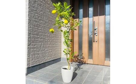 <2026年5月中旬頃発送>レモンの木 果樹苗7号鉢カバーリスボンレモン自宅で収穫(ガーデニング用)