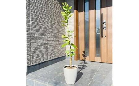 <2026年5月中旬頃発送>レモンの木 果樹苗7号鉢カバーリスボンレモン自宅で収穫(ガーデニング用)