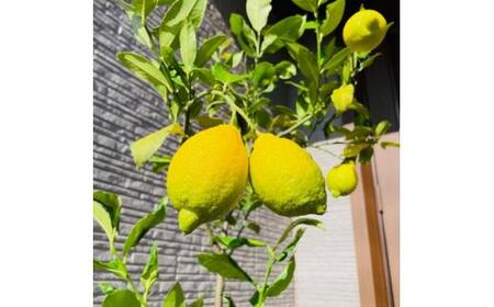 <2026年5月中旬頃発送>レモンの木 果樹苗7号鉢カバーリスボンレモン自宅で収穫(ガーデニング用)