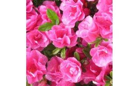 珍しい!年に2度咲くバラ咲きツツジ6号(18cm)鉢植え  (ガーデニング用)