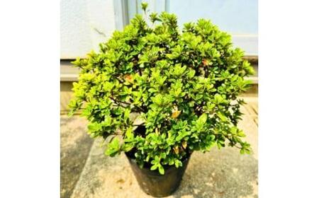 珍しい!年に2度咲くバラ咲きツツジ6号(18cm)鉢植え  (ガーデニング用)