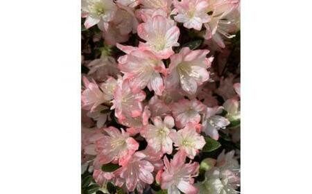 キュートな小花 クルメツツジ レッジーナ 〈プラス樹〉