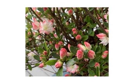 キュートな小花 クルメツツジ レッジーナ 〈プラス樹〉