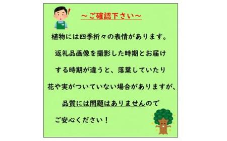 キュートな小花 クルメツツジ レッジーナ 〈プラス樹〉