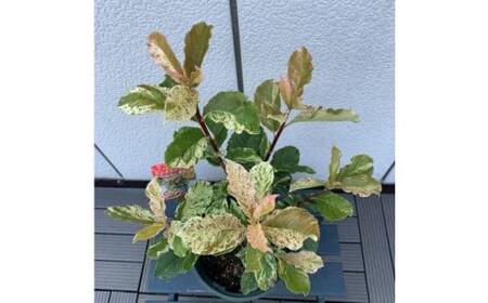 オオカナメモチ ピンククリスピー 7号〈プラス樹〉