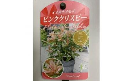 オオカナメモチ ピンククリスピー 7号〈プラス樹〉