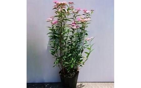 緑の力で地球を元気に!【シモツケ ピンク】15cmポット 高さ40cm前後 3本セット