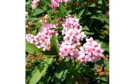 緑の力で地球を元気に!【シモツケ ピンク】15cmポット 高さ40cm前後 3本セット