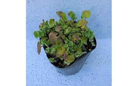 緑の力で地球を元気に!【ディコンドラ】ダイコンドラ 9cmポット 24本セット 雑草対策に