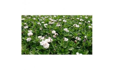 緑の力で地球を元気に!【ヒメイワダレソウ】9cmポット　緑の絨毯　80鉢 芝生のように広がる