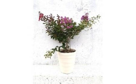 緑の力で地球を元気に!【矮性サルスベリ・3色咲】赤・白・紫を1鉢でお楽しみいただけます