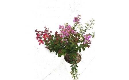 緑の力で地球を元気に!【矮性サルスベリ・3色咲】赤・白・紫を1鉢でお楽しみいただけます