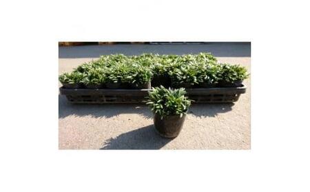 緑の力で地球を元気に!【ヒメリュウ】 40鉢