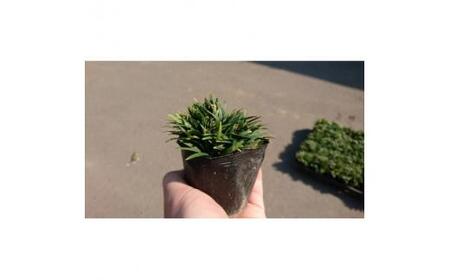 緑の力で地球を元気に!【ヒメリュウ】　80鉢　