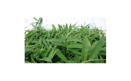 緑の力で地球を元気に!【コグマザサ】10.5cmポット 和風のお庭に 寄せ植え 20鉢