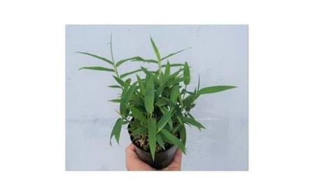 緑の力で地球を元気に!【コグマザサ】10.5cmポット 和風のお庭に 寄せ植え 20鉢