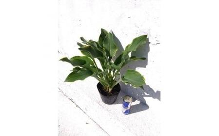 緑の力で地球を元気に!【リーガルスプレンダー】15cmポット　ギボウシ　ホスタ　1鉢　日陰に彩りを