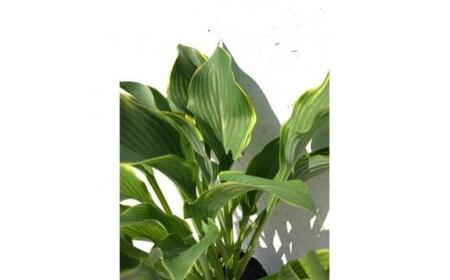 緑の力で地球を元気に!【リーガルスプレンダー】15cmポット　ギボウシ　ホスタ　1鉢　日陰に彩りを