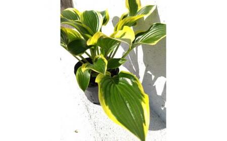 緑の力で地球を元気に!【クイーンジョセフィーヌ】15cmポット　ギボウシ　ホスタ　1鉢　日陰に彩り