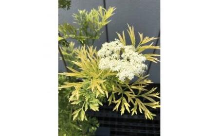 おしゃれな西洋ニワトコサンブカス　ゴールデンタワー　5号 〈プラス樹〉