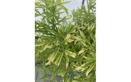 おしゃれな西洋ニワトコサンブカス　ゴールデンタワー　5号 〈プラス樹〉