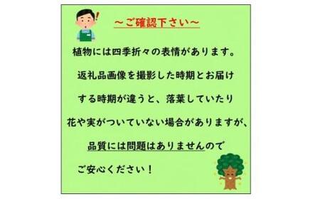 おしゃれな西洋ニワトコサンブカス　ゴールデンタワー　5号 〈プラス樹〉