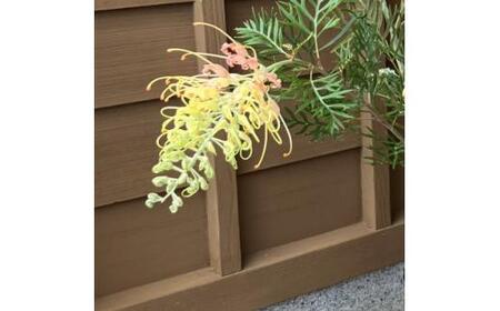 グレビレア 　ピーチアンドクリーム　21cmポット