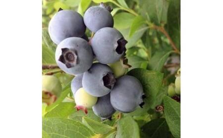 強くて育て易い　サザンハイブッシュ系ブルーベリー 人気の2品種セット　(庭木・果樹)