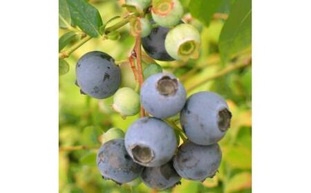 強くて育て易い　サザンハイブッシュ系ブルーベリー 人気の2品種セット　(庭木・果樹)