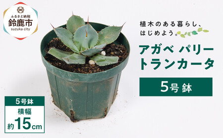 アガベ パリー トランカータ 5号鉢