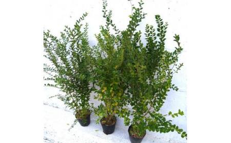 緑の力で地球を元気に!【プリペット】3本セット　15cmポット　生垣　目隠し　刈込に強い