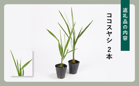 素敵な植物　ココスヤシ　2本セット