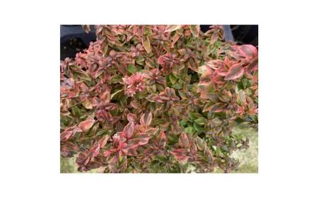 アベリア レディーサマードリーム 7号 〈プラス樹〉