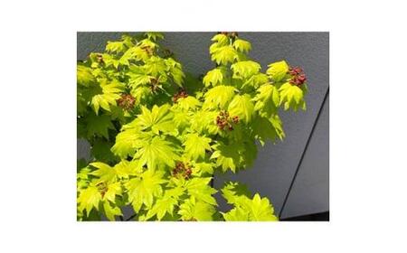 芽出しが特にきれいなモミジ! 黄金イタヤカエデ〈プラス樹〉
