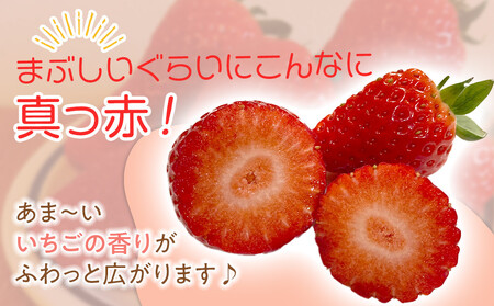 【先行予約】2026冬いちご よつぼし 250g×4 1粒約30g