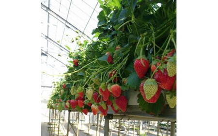 【先行予約】三重県鈴鹿市産 いちご とちおとめ 12粒