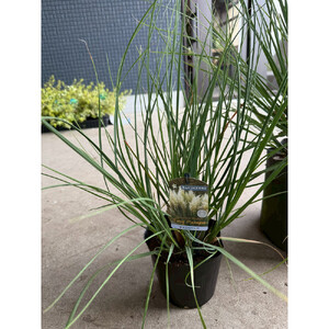 海外から来た矮性 パンパスグラス、タイニーパンパ