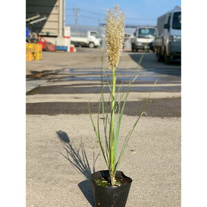 海外から来た矮性 パンパスグラス、タイニーパンパ