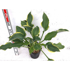 緑の力で地球を元気に！【ギボウシ・リーガルスプレンダー】21cmポット 1本