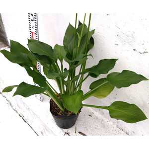 緑の力で地球を元気に！【ギボウシ】15cmポット 1本